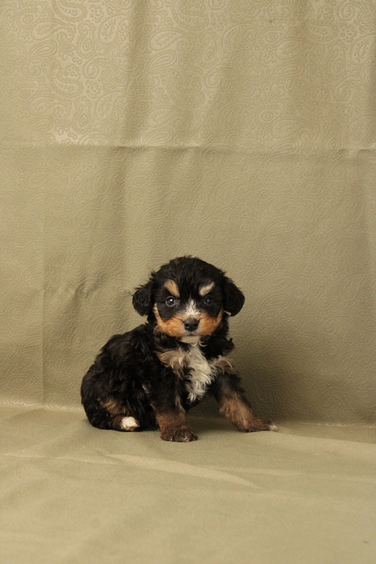 puppy, for, sale, Mini Bernedoodle F2, Matthew B. Stoltzfus, dog, breeder, Gap, PA, dog-breeder, puppy-for-sale, forsale, nearby, find, puppyfind, locator, puppylocator, aca